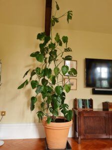 Monstera climbing up string